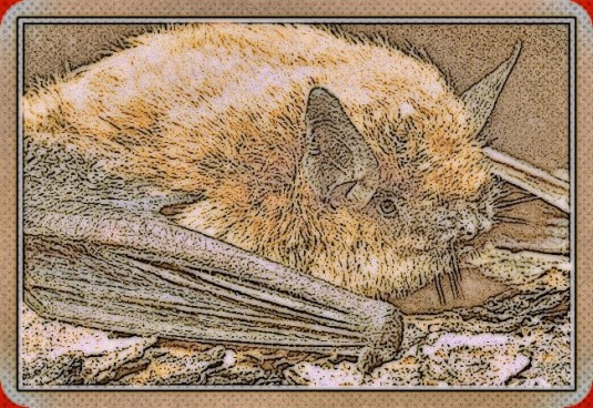 Hoary Little Brown Bat